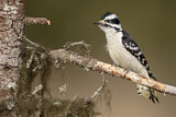 Image. Downy Woodpecker