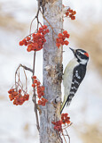 Image. Downy Woodpecker