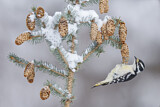 Image. Downy Woodpecker