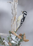 Image. Downy Woodpecker