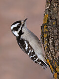 Image. Downy Woodpecker