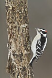Image. Downy Woodpecker