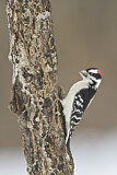 Image. Downy Woodpecker