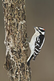Image. Downy Woodpecker