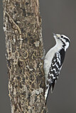 Image. Downy Woodpecker