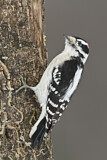 Image. Downy Woodpecker