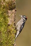 Image. Downy Woodpecker