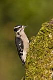 Image. Downy Woodpecker