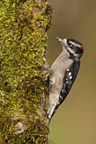 Image. Downy Woodpecker