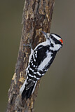 Image. Downy Woodpecker