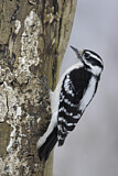 Image. Downy Woodpecker
