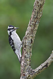 Image. Downy Woodpecker