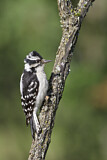Image. Downy Woodpecker