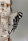 Image. Downy Woodpecker