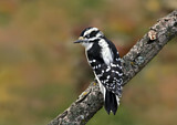 Image. Downy Woodpecker