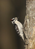 Image. Downy Woodpecker