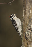 Image. Downy Woodpecker