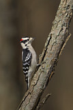 Image. Downy Woodpecker
