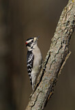 Image. Downy Woodpecker