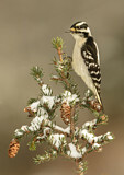 Image. Downy Woodpecker