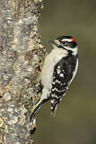 Image. Downy Woodpecker