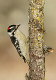 Image. Downy Woodpecker