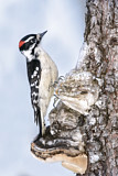 Image. Downy Woodpecker
