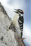 Image. Downy Woodpecker