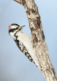 Image. Downy Woodpecker