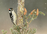 Image. Downy Woodpecker