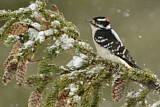 Image. Downy Woodpecker