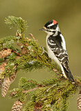 Image. Downy Woodpecker