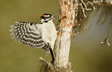Image. Downy Woodpecker