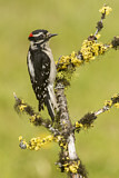 Image. Downy Woodpecker