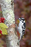 Image. Downy Woodpecker