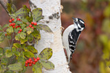 Image. Downy Woodpecker