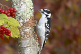 Image. Downy Woodpecker