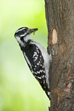 Image. Downy Woodpecker