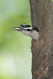 Image. Downy Woodpecker