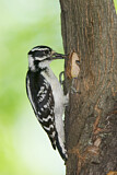 Image. Downy Woodpecker