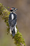 Image. Downy Woodpecker