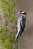 Image. Downy Woodpecker