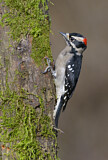 Image. Downy Woodpecker