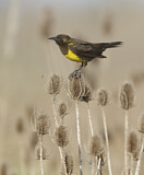 Image. Drachenstärling