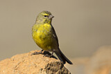 Image. Drakensberg Siskin