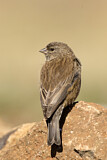 Image. Drakensberg Siskin