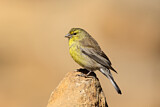 Image. Drakensberg Siskin