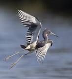 Image. Dreifarbenreiher