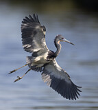 Image. Dreifarbenreiher