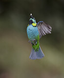 Image. Dreifarbentangare